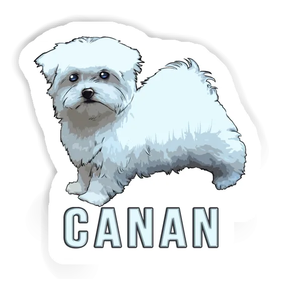 Sticker Maltese Dog Canan Gift package Image