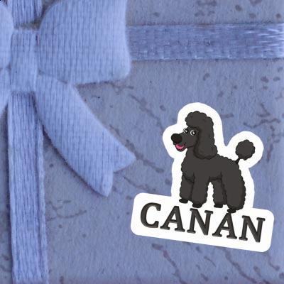 Autocollant Caniche Canan Gift package Image