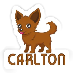 Sticker Carlton Chihuahua Image