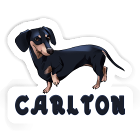 Sticker Carlton Dachshund Image