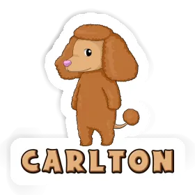 Autocollant Caniche Carlton Image