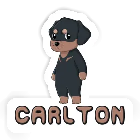 Autocollant Rottweiler Carlton Image