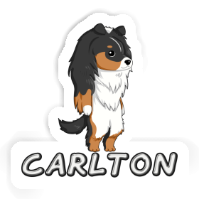 Autocollant Sheltie Carlton Image