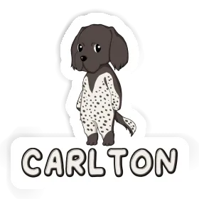 Sticker Small Munsterlander Carlton Image