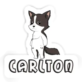 Carlton Autocollant Collie border Image