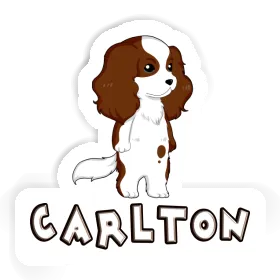 Sticker Carlton Cavalier King Charles Spaniel Image