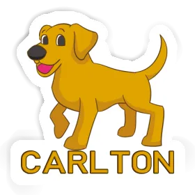 Sticker Labrador Carlton Image