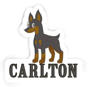 Autocollant Pinscher Carlton Image