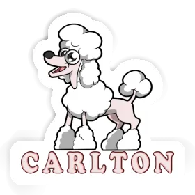 Carlton Sticker Poodle Image