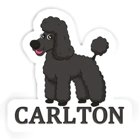 Poodle Sticker Carlton Image