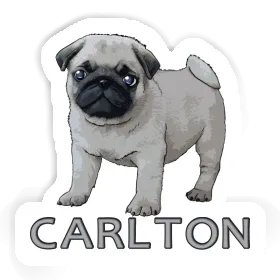 Pug Sticker Carlton Image