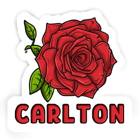 Sticker Carlton Rose Image