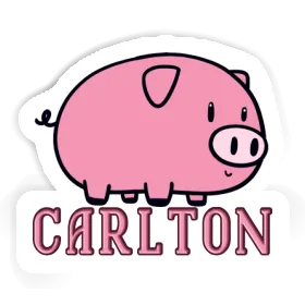 Carlton Sticker Pig Image