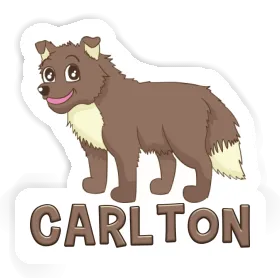 Autocollant Chien de berger Carlton Image