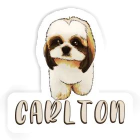 Shih Tzu Autocollant Carlton Image