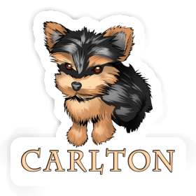 Sticker Carlton Terrier Image