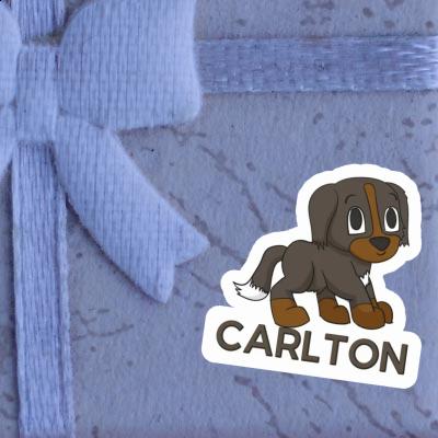 Bouvier bernois Autocollant Carlton Gift package Image