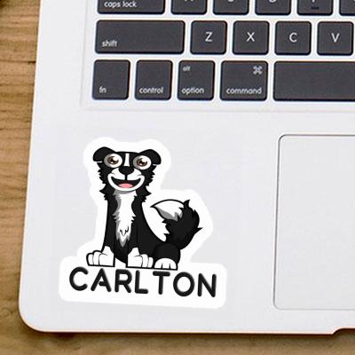 Carlton Sticker Border Collie Image