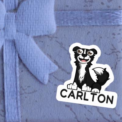 Sticker Collie Carlton Laptop Image