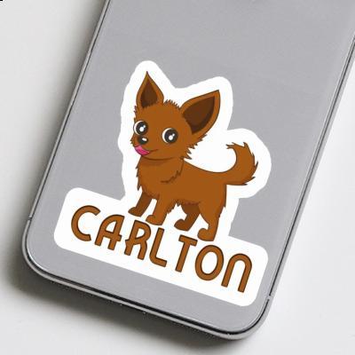 Sticker Carlton Chihuahua Laptop Image