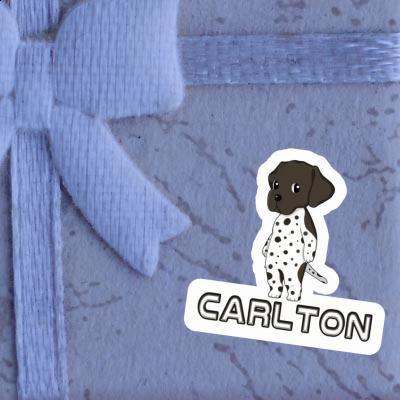 German Shorthaired Pointer Sticker Carlton Laptop Image