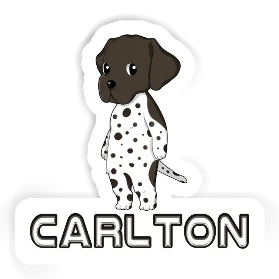 German Shorthaired Pointer Sticker Carlton Gift package Image