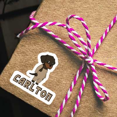 German Wirehaired Sticker Carlton Gift package Image