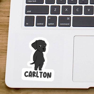 Labrador Sticker Carlton Image