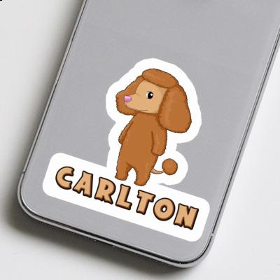 Autocollant Caniche Carlton Gift package Image