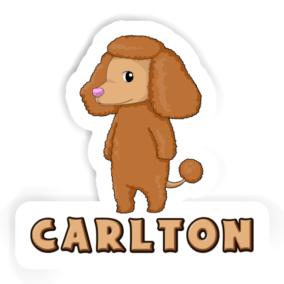 Autocollant Caniche Carlton Laptop Image