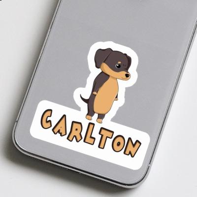 Sticker Dachshund Carlton Laptop Image