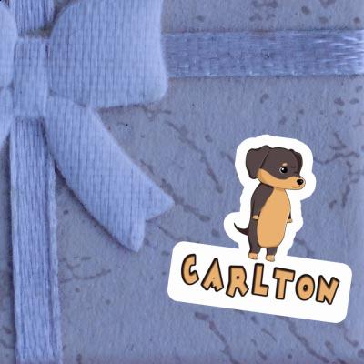 Sticker Dachshund Carlton Gift package Image