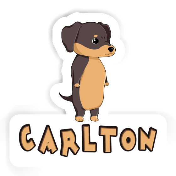 Sticker Dachshund Carlton Gift package Image