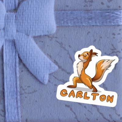 Yoga-Eichhörnchen Sticker Carlton Laptop Image