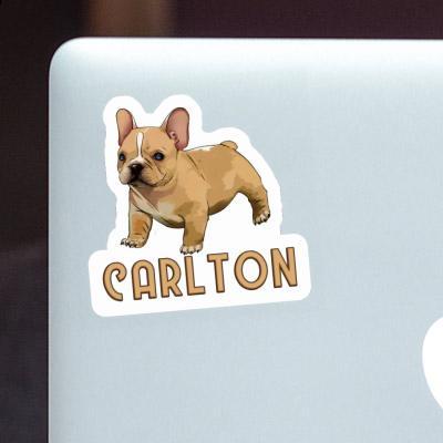 Bouledogue Autocollant Carlton Image