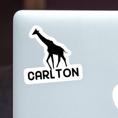 Giraffe Sticker Carlton Gift package Image