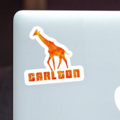 Sticker Giraffe Carlton Laptop Image