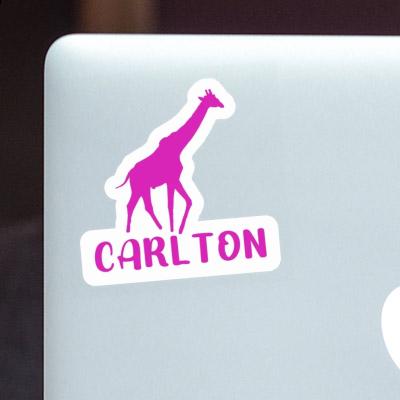 Carlton Autocollant Girafe Notebook Image