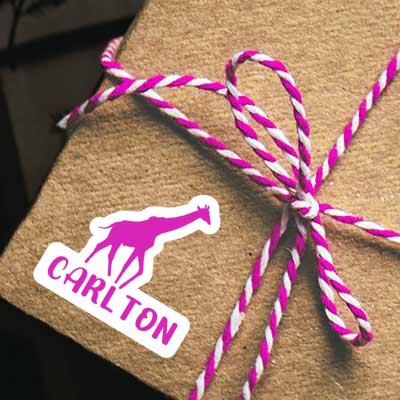 Sticker Carlton Giraffe Gift package Image