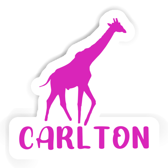 Sticker Carlton Giraffe Notebook Image