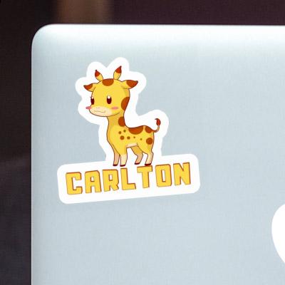 Autocollant Carlton Girafe Image