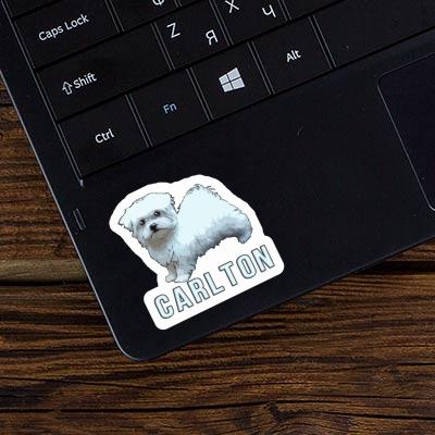 Sticker Carlton Malteserhund Laptop Image