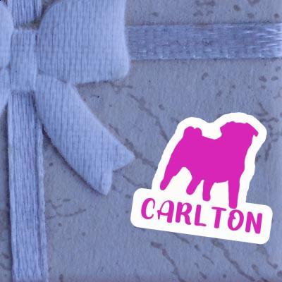 Sticker Carlton Pug Image