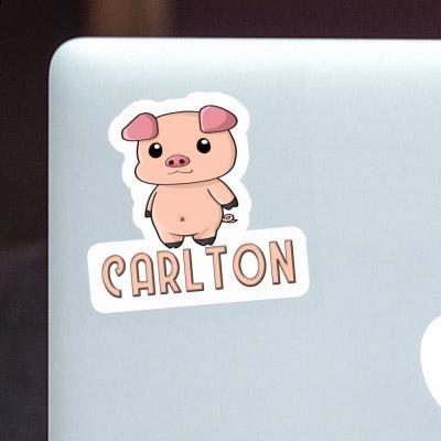 Sticker Carlton Schweinchen Gift package Image