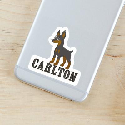 Sticker Pinscher Carlton Laptop Image