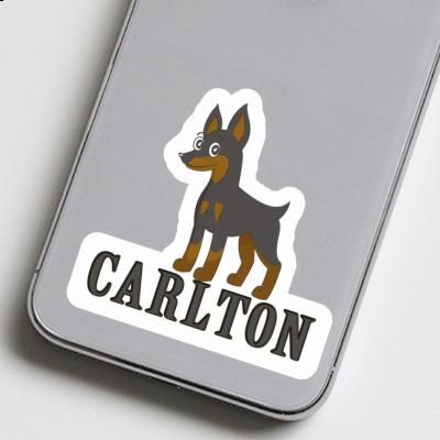 Autocollant Pinscher Carlton Laptop Image