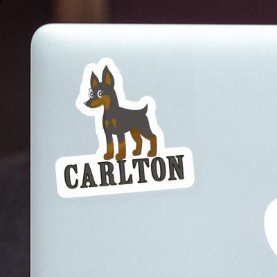 Autocollant Pinscher Carlton Image