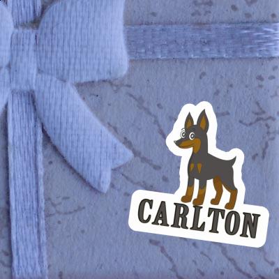 Sticker Pinscher Carlton Notebook Image