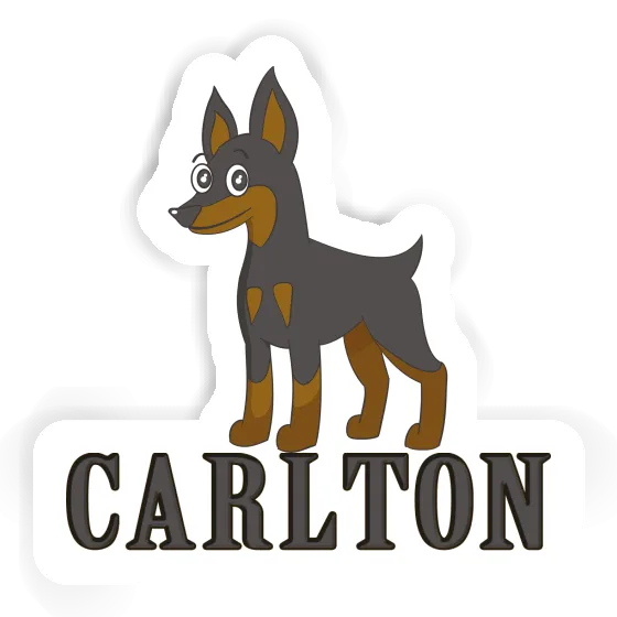 Sticker Pinscher Carlton Gift package Image