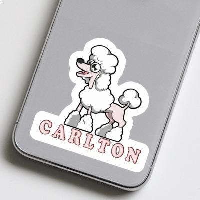 Carlton Sticker Poodle Gift package Image